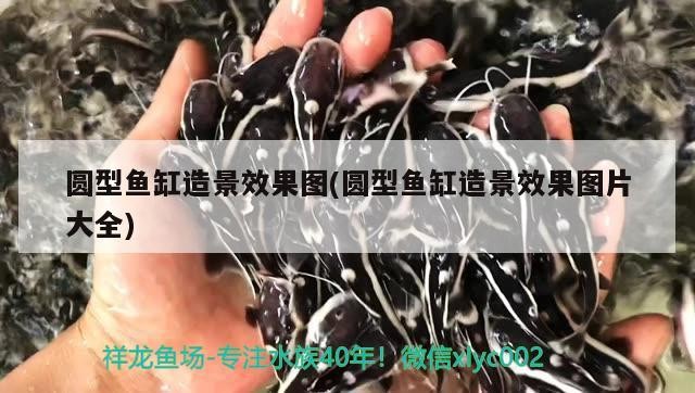 圓型魚缸造景效果圖(圓型魚缸造景效果圖片大全)型魚缸造景設(shè)計(jì)，打造自然和諧