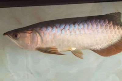印尼紅龍魚怎么養(yǎng)的視頻教學（印尼紅龍魚怎么養(yǎng)的視頻教學大全）紅龍魚養(yǎng)殖技巧與視頻教程大全