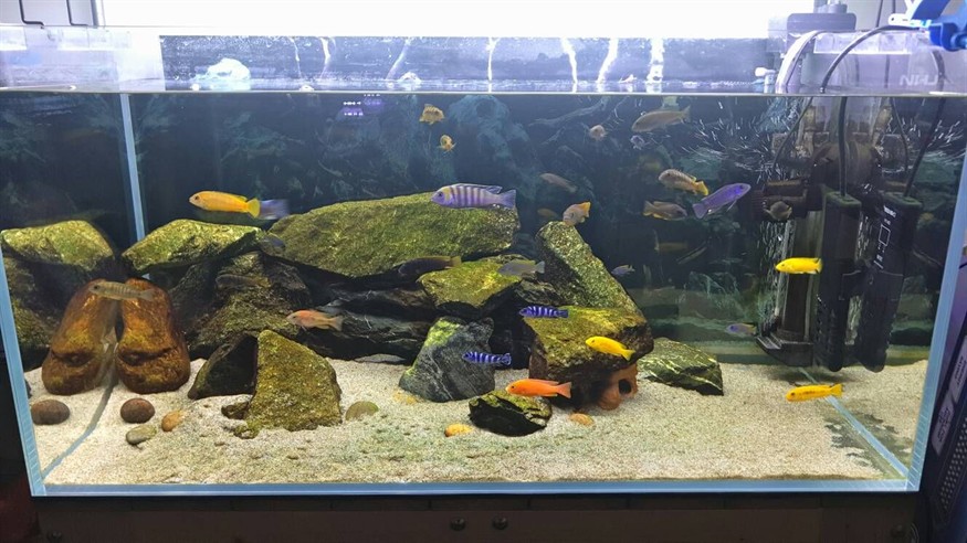 慈鯛魚缸怎么搭配：三湖慈鯛魚缸的搭配，湖慈鯛魚缸搭配指南，打造和諧的觀賞水族環(huán)境 慈鯛魚缸怎么搭配：三湖慈鯛魚缸的搭配，湖慈鯛魚缸搭配指南，打造和諧的觀賞水族環(huán)境 魚缸百科 第3張