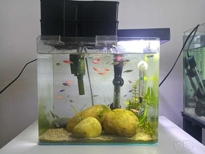 慈鯛魚缸怎么搭配：三湖慈鯛魚缸的搭配，湖慈鯛魚缸搭配指南，打造和諧的觀賞水族環(huán)境 慈鯛魚缸怎么搭配：三湖慈鯛魚缸的搭配，湖慈鯛魚缸搭配指南，打造和諧的觀賞水族環(huán)境 魚缸百科 第4張
