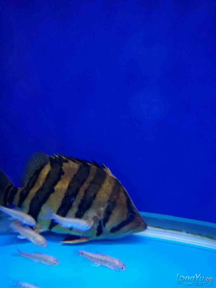 霸氣的龍魚虎魚，魚與虎魚，霸氣海洋生物的