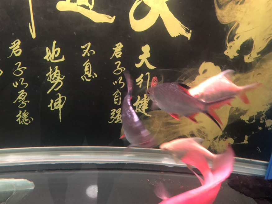 虎魚一直追雙線魚怎么辦，魚追逐雙線魚的行為解析與應對