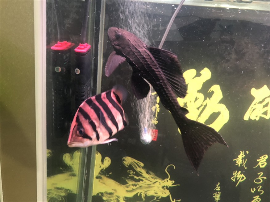 虎魚一直追雙線魚怎么辦，魚追逐雙線魚的行為解析與應對