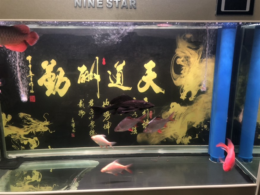 虎魚一直追雙線魚怎么辦，魚追逐雙線魚的行為解析與應對