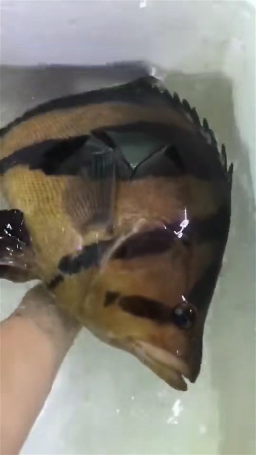 肥大虎魚值得一看，揭秘肥大虎魚，觀賞與養(yǎng)殖的