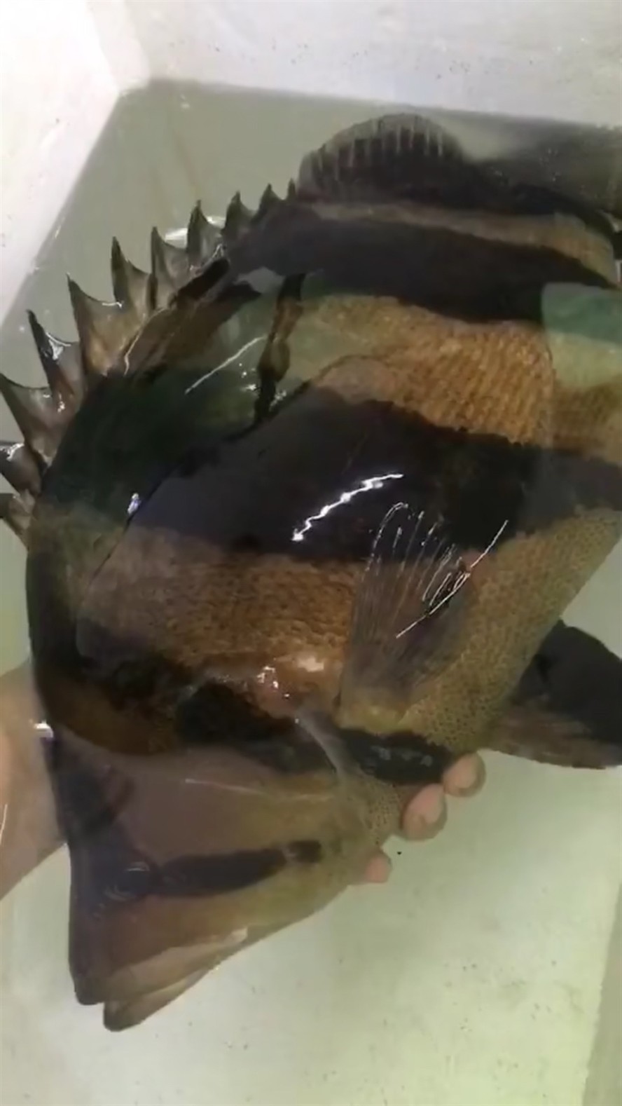 肥大虎魚值得一看，揭秘肥大虎魚，觀賞與養(yǎng)殖的