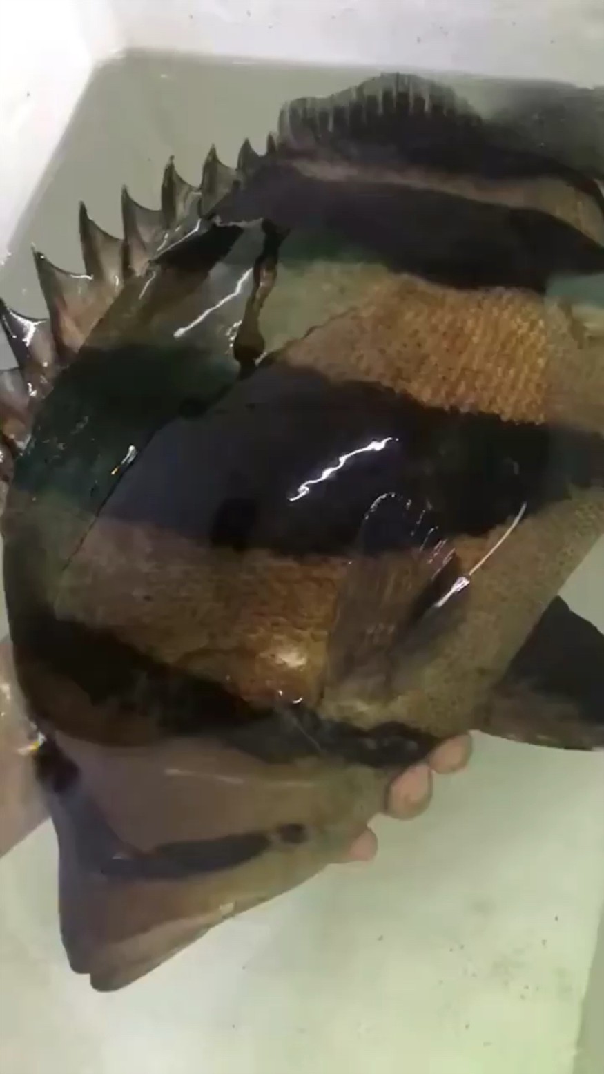 肥大虎魚值得一看，揭秘肥大虎魚，觀賞與養(yǎng)殖的