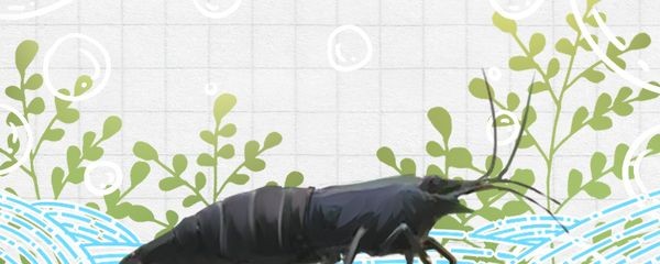 吃的蝦可以放魚缸嗎：吃的蝦可以放入魚缸養嗎？食用蝦能否成為魚缸的生態伙伴