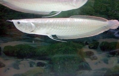 龍魚生病不吃食怎么辦呢吃什么藥好