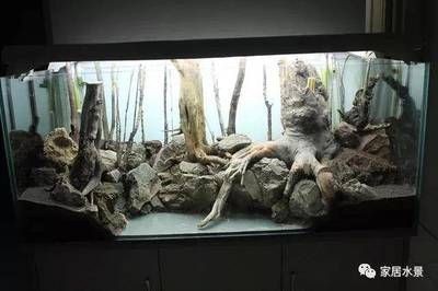 大魚缸不養魚造景：大魚缸不養魚的造景方法