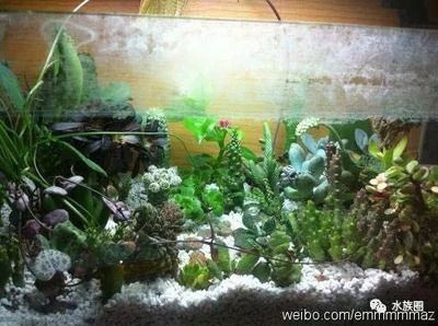 大魚缸不養魚造景：大魚缸不養魚的造景方法