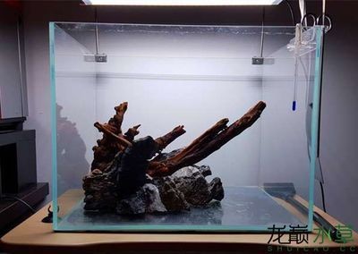 沉木放魚缸水變色怎么辦：當(dāng)沉木放入魚缸后，可能會(huì)導(dǎo)致魚缸水體變色，這是因?yàn)槌聊驹谛纬蛇^程中