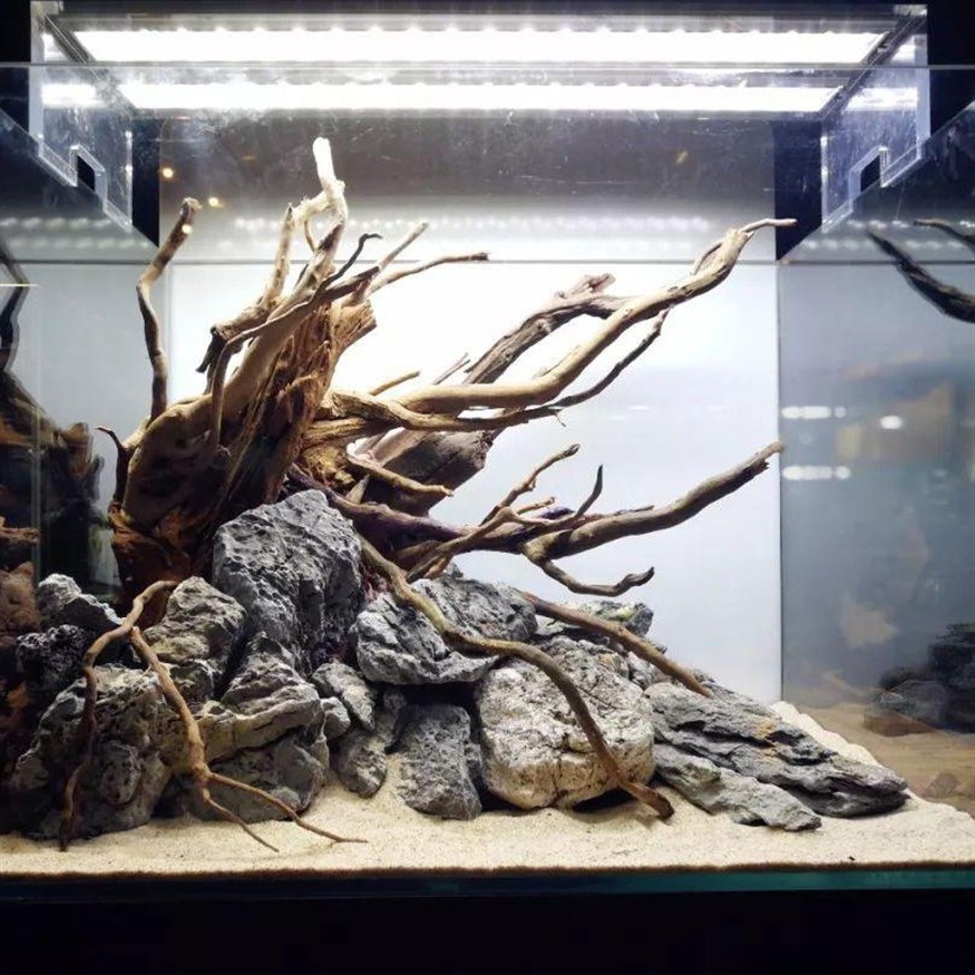 沉木魚(yú)缸適合養(yǎng)什么魚(yú)：南美缸造景適合養(yǎng)哪些魚(yú)？
