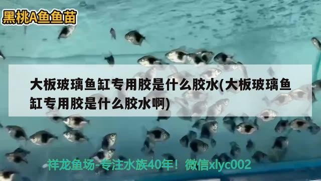 大板玻璃魚缸專用膠是什么膠水(大板玻璃魚缸專用膠是什么膠水啊)