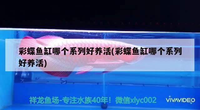 新都區銀蝌蚪水族店 新都區銀蝌蚪水族店 全國水族館企業名錄 第3張