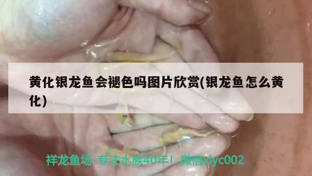 黃化銀龍魚會(huì)褪色嗎圖片欣賞(銀龍魚怎么黃化) 黃化銀龍魚會(huì)褪色嗎圖片欣賞(銀龍魚怎么黃化) 銀龍魚百科