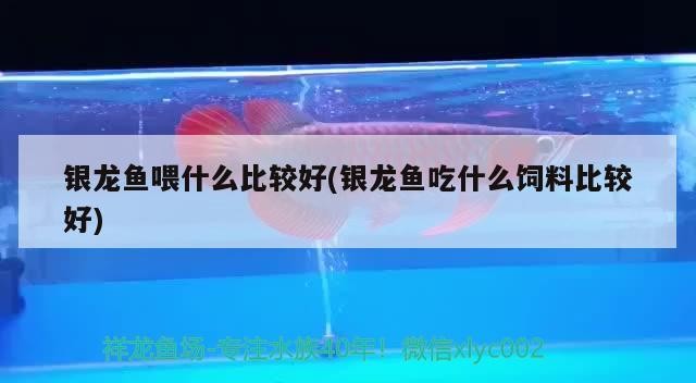 銀龍魚喂什么比較好(銀龍魚吃什么飼料比較好) 銀龍魚喂什么比較好(銀龍魚吃什么飼料比較好) 銀龍魚百科