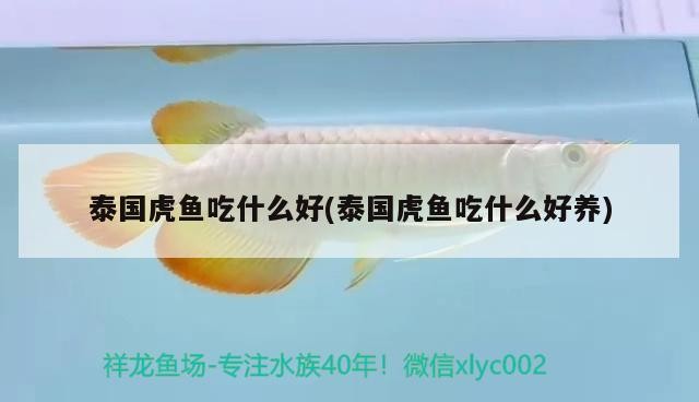 泰國虎魚吃什么好(泰國虎魚吃什么好養) 泰國虎魚吃什么好(泰國虎魚吃什么好養) 虎魚百科