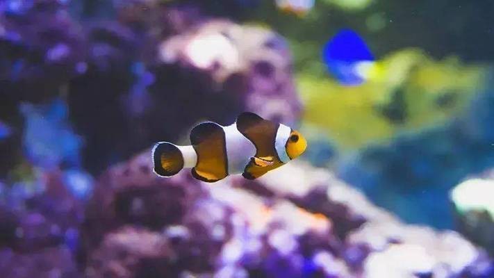 章丘迷你花園水族館（章丘迷你花園水族館電話）