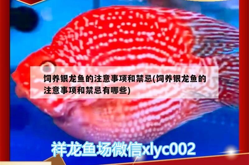 飼養銀龍魚的注意事項和禁忌(飼養銀龍魚的注意事項和禁忌有哪些) 飼養銀龍魚的注意事項和禁忌(飼養銀龍魚的注意事項和禁忌有哪些) 銀龍魚百科