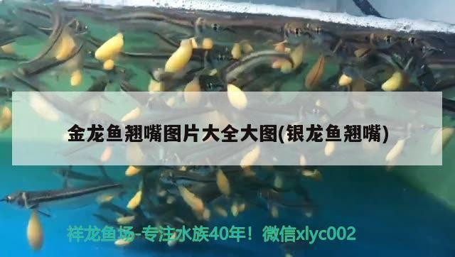 金龍魚翹嘴圖片大全大圖(銀龍魚翹嘴)