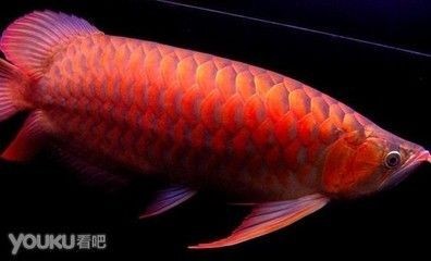 紅龍魚翹頭 龍魚百科 第1張 紅龍魚翹頭 紅龍魚翹頭 龍魚百科 第1張