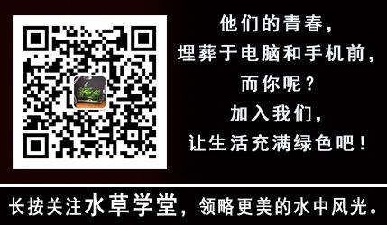 吃魚缸褐藻的都有哪些：哪些魚類能夠吃褐藻？