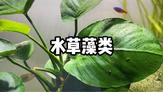 吃魚缸褐藻的都有哪些：哪些魚類能夠吃褐藻？