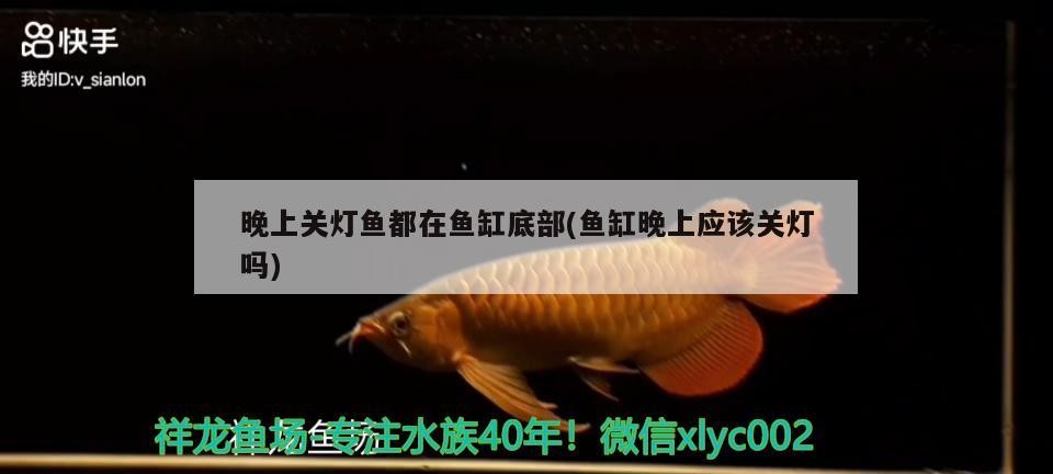 養(yǎng)紅龍魚缸背景什么顏色好看圖片（養(yǎng)紅龍魚缸背景什么顏色好看圖片大全） 養(yǎng)紅龍魚缸背景什么顏色好看圖片（養(yǎng)紅龍魚缸背景什么顏色好看圖片大全） 紅龍魚百科 第2張