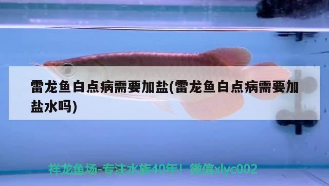 養(yǎng)紅龍魚缸背景什么顏色好看圖片（養(yǎng)紅龍魚缸背景什么顏色好看圖片大全） 養(yǎng)紅龍魚缸背景什么顏色好看圖片（養(yǎng)紅龍魚缸背景什么顏色好看圖片大全） 紅龍魚百科 第3張