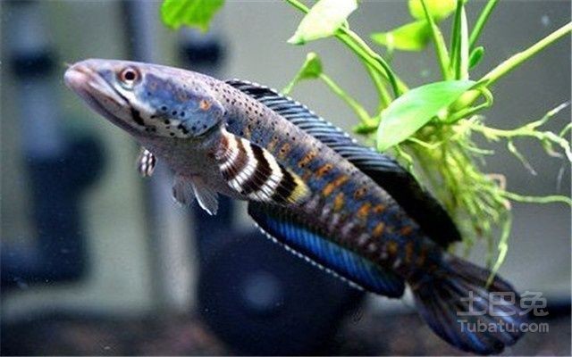 野生雷龍魚和人工的有啥區(qū)別