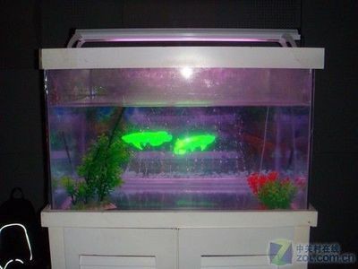 35公分寬的魚缸養(yǎng)金龍魚