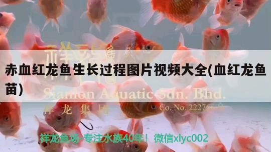 大連海域有虎魚嗎，巨型虎魚和黃金猛魚是一種嗎