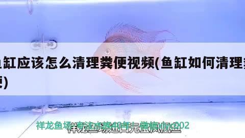 魚缸應該怎么清理糞便視頻(魚缸如何清理糞便)