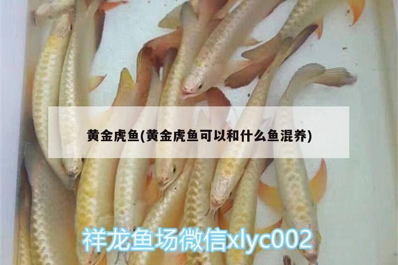 黃金虎魚(黃金虎魚可以和什么魚混養) 黃金虎魚(黃金虎魚可以和什么魚混養) 虎魚百科 第2張