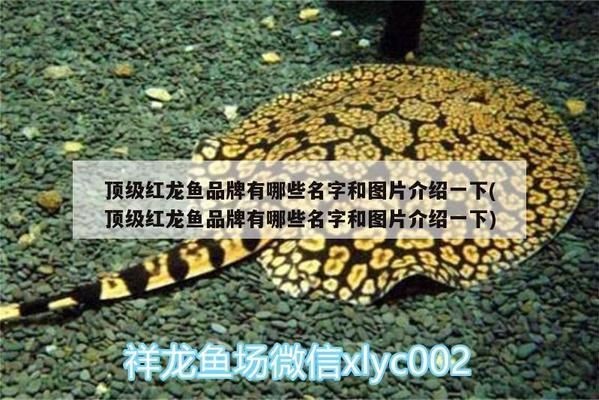 龍魚缸鋪底砂好不好，龍魚缸底砂選擇技巧，不同底砂材質對比分析