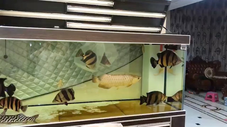一缸全是虎魚要打翻天了