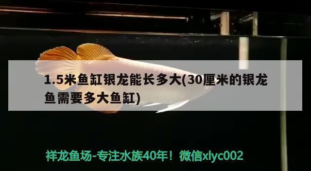 1.5米魚缸銀龍能長多大(30厘米的銀龍魚需要多大魚缸)