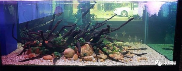 大魚缸造景怎么放進(jìn)去啊視頻教學(xué)：大魚缸造景的步驟和技巧