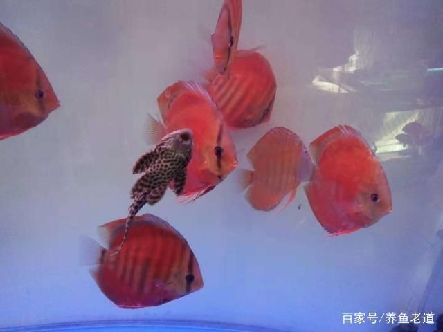 1米2的魚缸養七彩需要每天換水嗎為什么：1米2的魚缸養七彩神仙魚需要每天換水嗎
