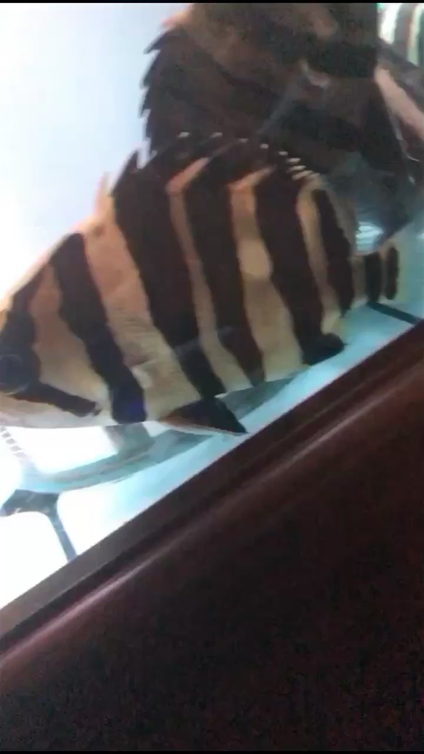 虎魚疾病