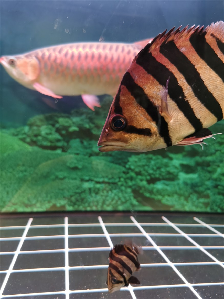虎魚蒙眼嗎？