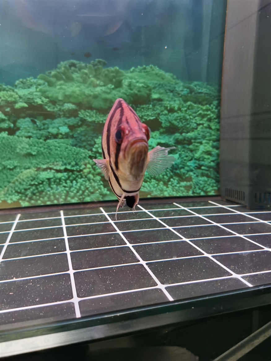 虎魚蒙眼嗎？