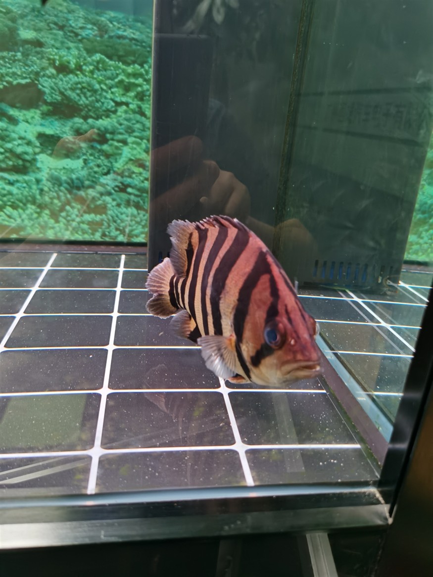 虎魚蒙眼嗎？