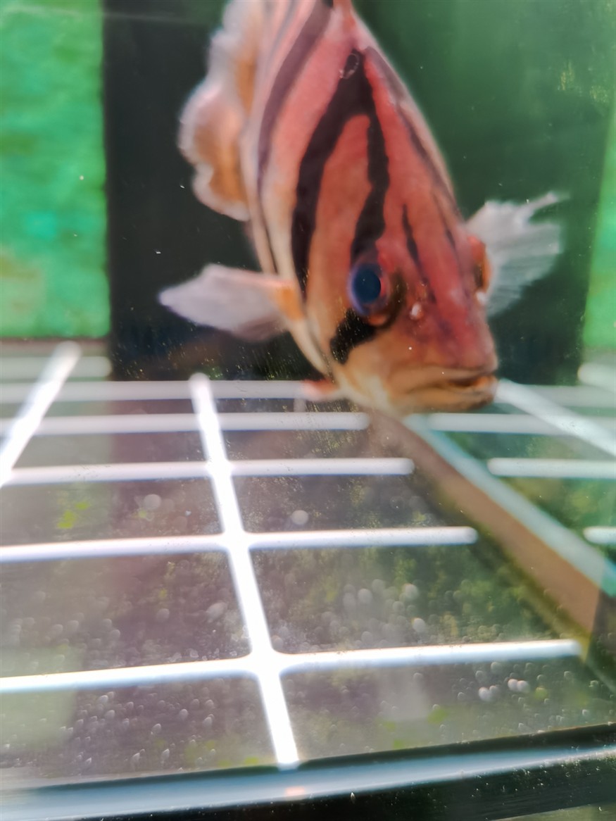 虎魚蒙眼嗎？