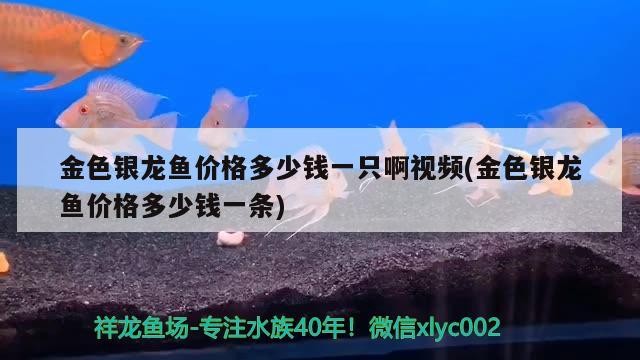 金色銀龍魚價格多少錢一只啊視頻(金色銀龍魚價格多少錢一條) 金色銀龍魚價格多少錢一只啊視頻(金色銀龍魚價格多少錢一條) 銀龍魚百科