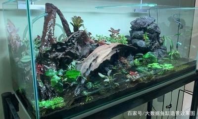 大型魚缸造景視頻教學(xué)：大型魚缸造景安全注意事項(xiàng)在觀看大型魚缸造景視頻教程
