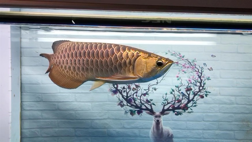 狀態很差被虎魚嚇得跳缸
