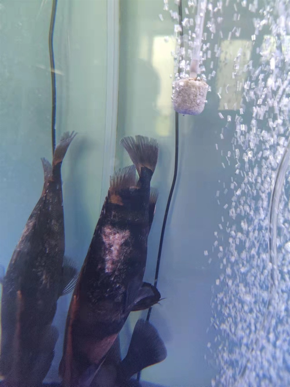 虎魚漏肉