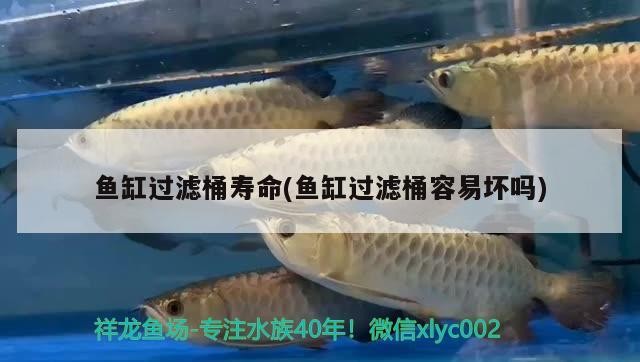 虎魚漏肉